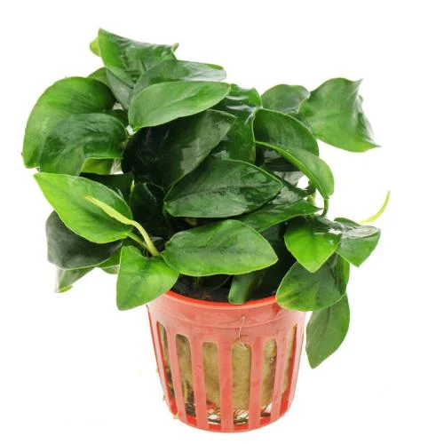 
Aquatic plant Anubias barteri nana 