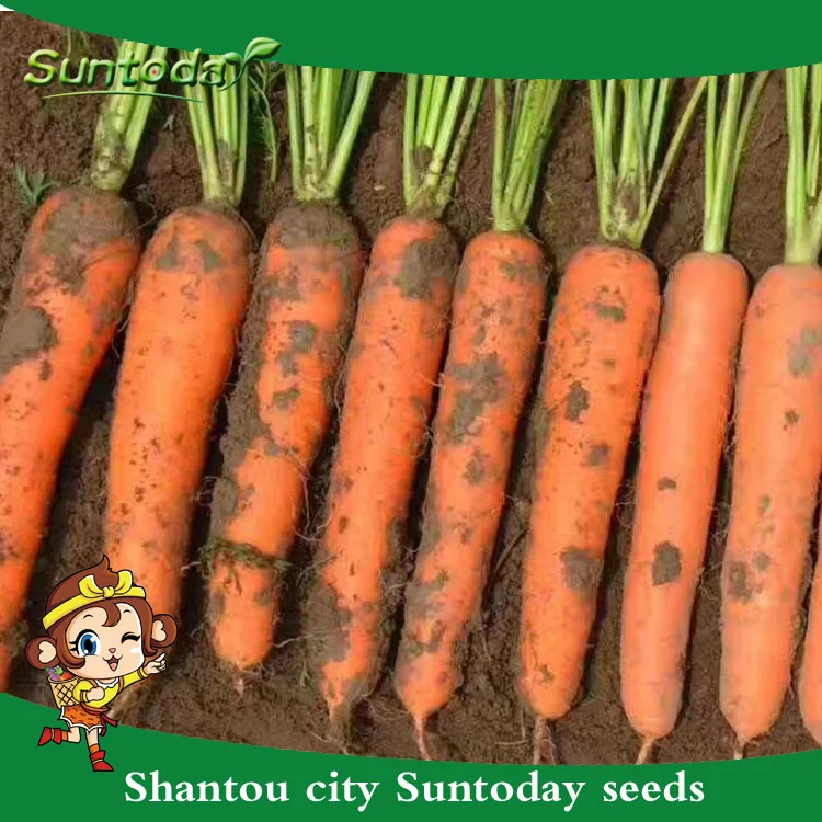 
Suntoday vegetable heirloom F1 hybrid planting carrot seed 1kg/bag 