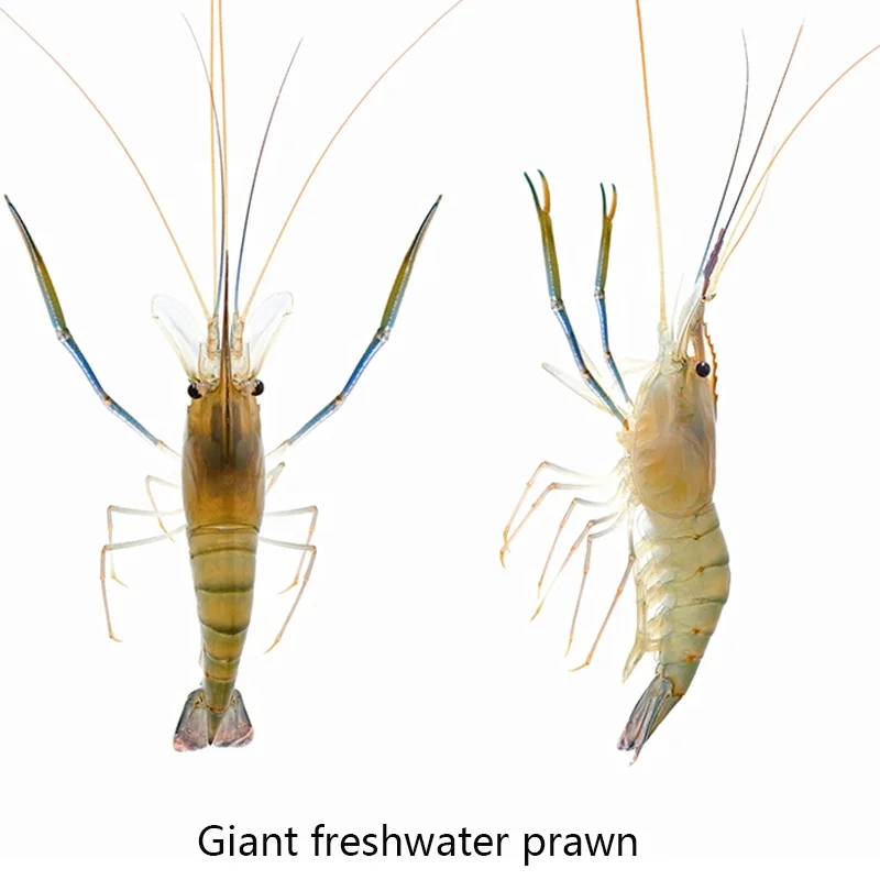 RAS fishing farming equipment, Recirculation Aquaculture System for Giant freshwater prawn,  Macrobrachium