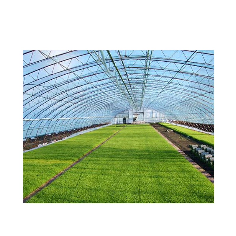 China produce safe and reliable paddy greenhouse films