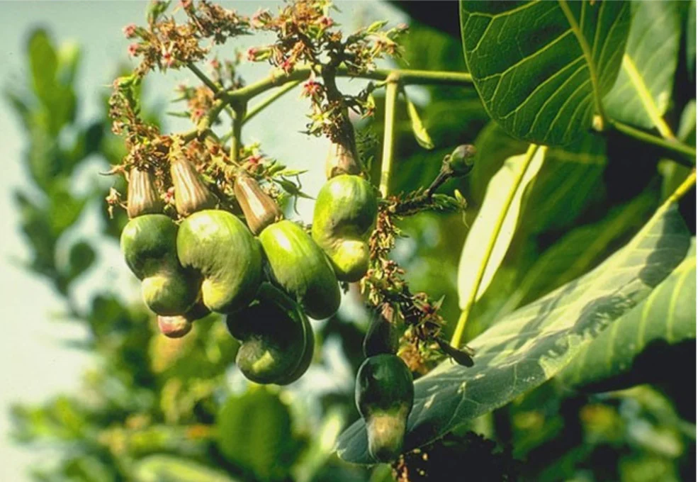 Сушеные сырые орехи кешью в форме почек для еды