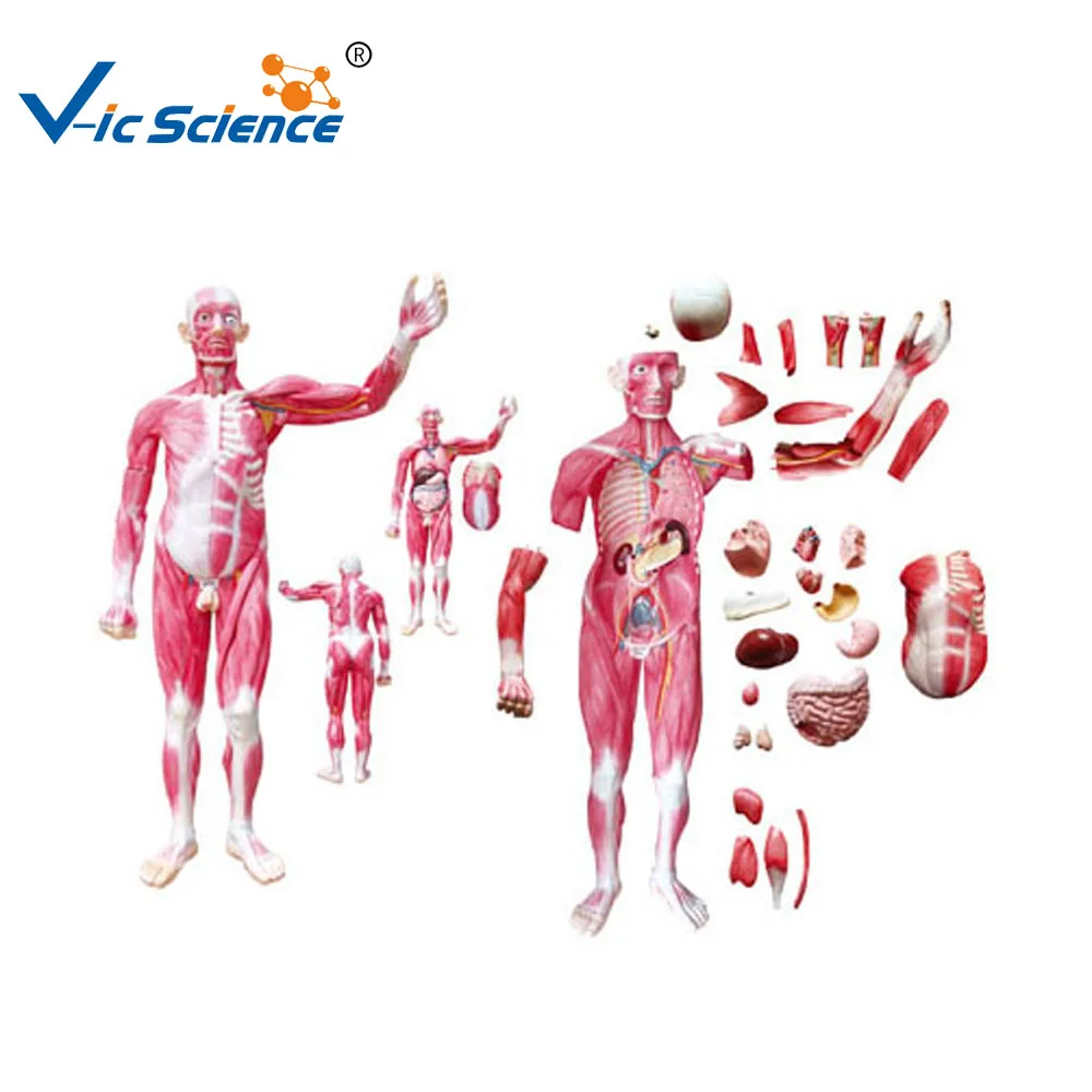 human body muscles dissection model attach viscera model, body muscles dissection,viscera model medical science education model