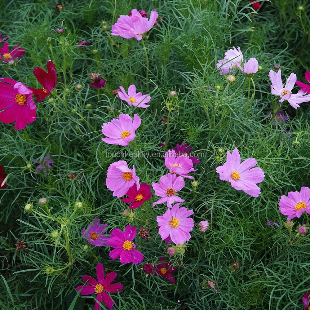 Touchhealthy Красивый Цветник Космос Семена для посева