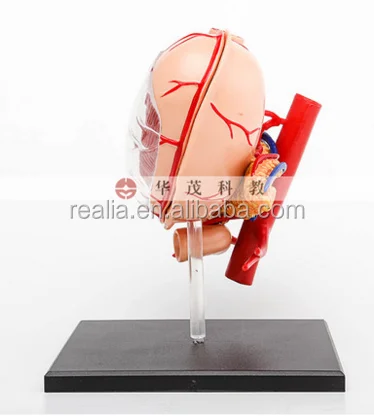 HM-BD-024 High quality plastic 4D stomach model