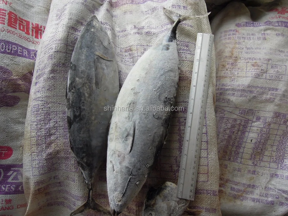 Taiwan Frozen Big Bonito Tuna 700 gram up Euthynnus Affinis