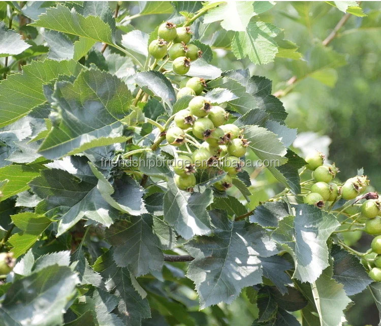 Боярышник рассада