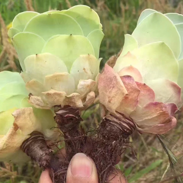 Настоящие суккуленты Greenovia aurea ex Tenerife оптом