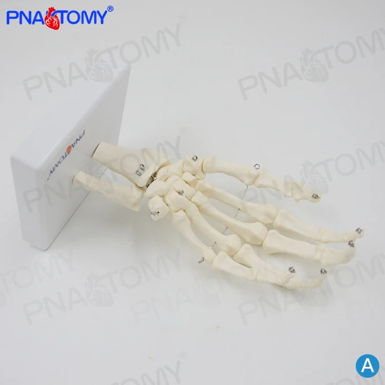 PNT-0108 life size adult human hand bone model skeleton model