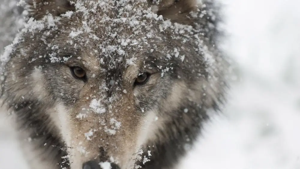 
high resolution snow wolf digital printing canvas painting on cotton linen <span style=