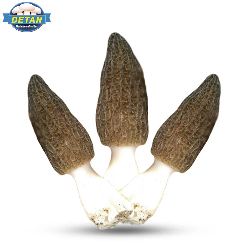Detan, свежие грибы морчеллы, цена на производство
