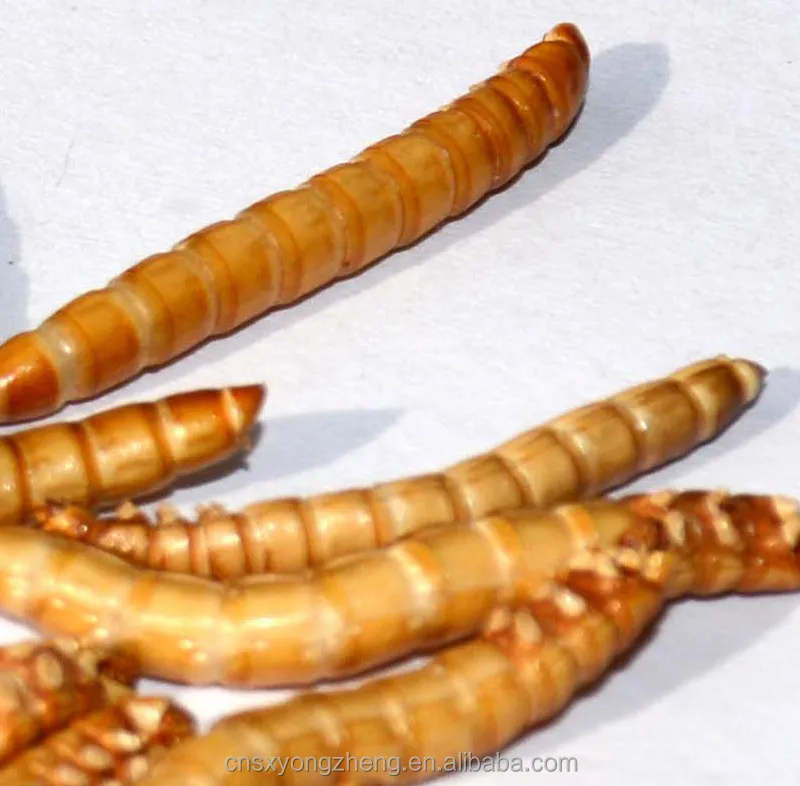 Bird Organic Food For Sale Dried Mealworms