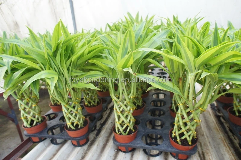 
Lucky bamboo ( Dracaena Sanderiana) cage shape 