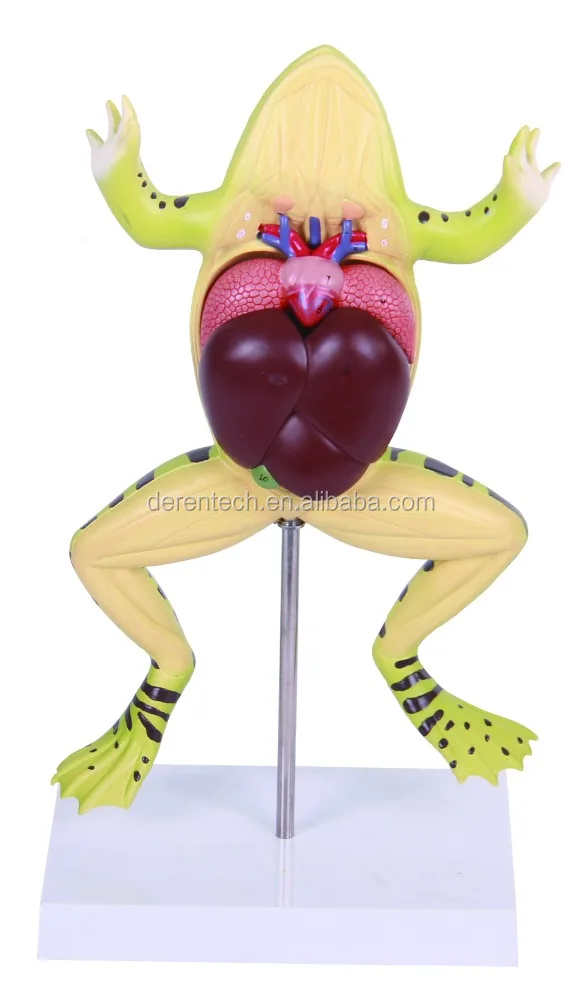 Anatomy plastic animal model of frog