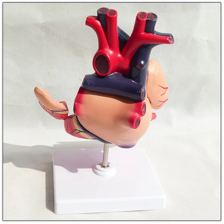 Medical Anatomical Teaching Heart Model  Visceral model