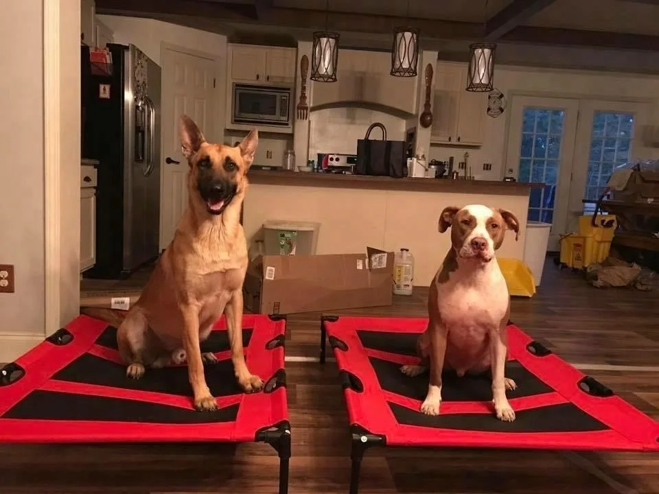 
Outdoor raised dog bed orthopedic dog bed pet cot waterproof dog bed 