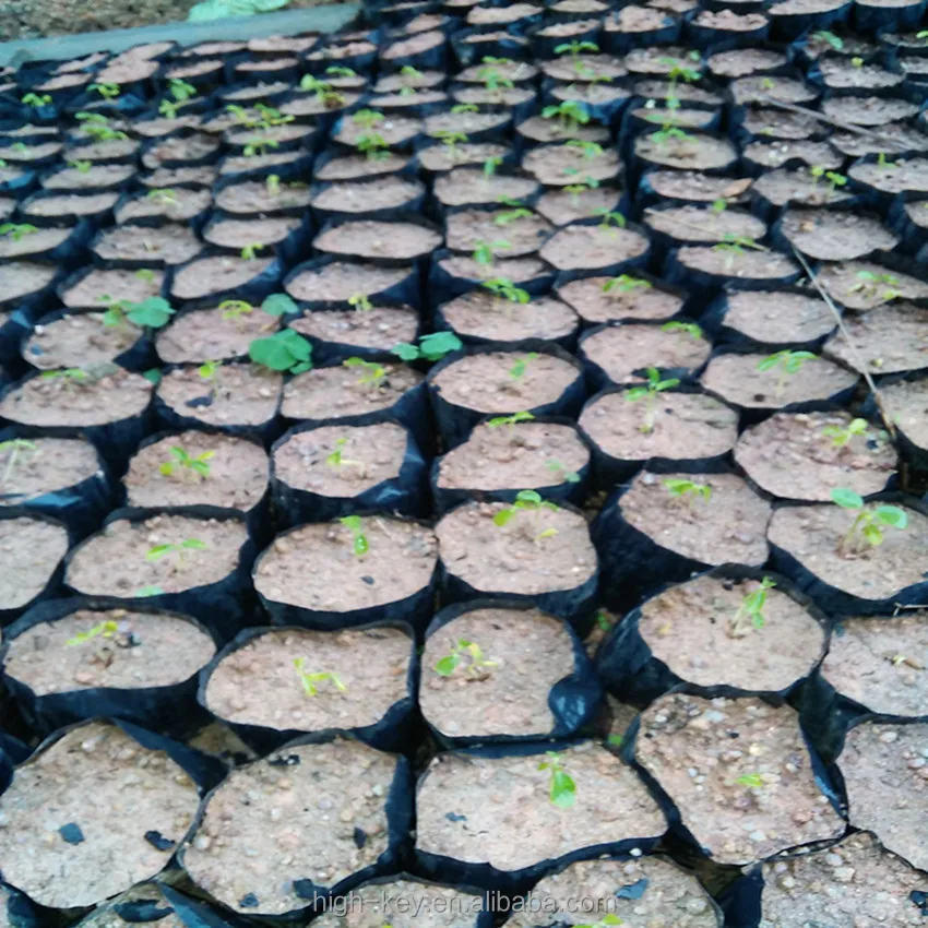 
S615 Mu gua zhong zi Hot Sale 100% Natural Papaya Red Lady Seeds 