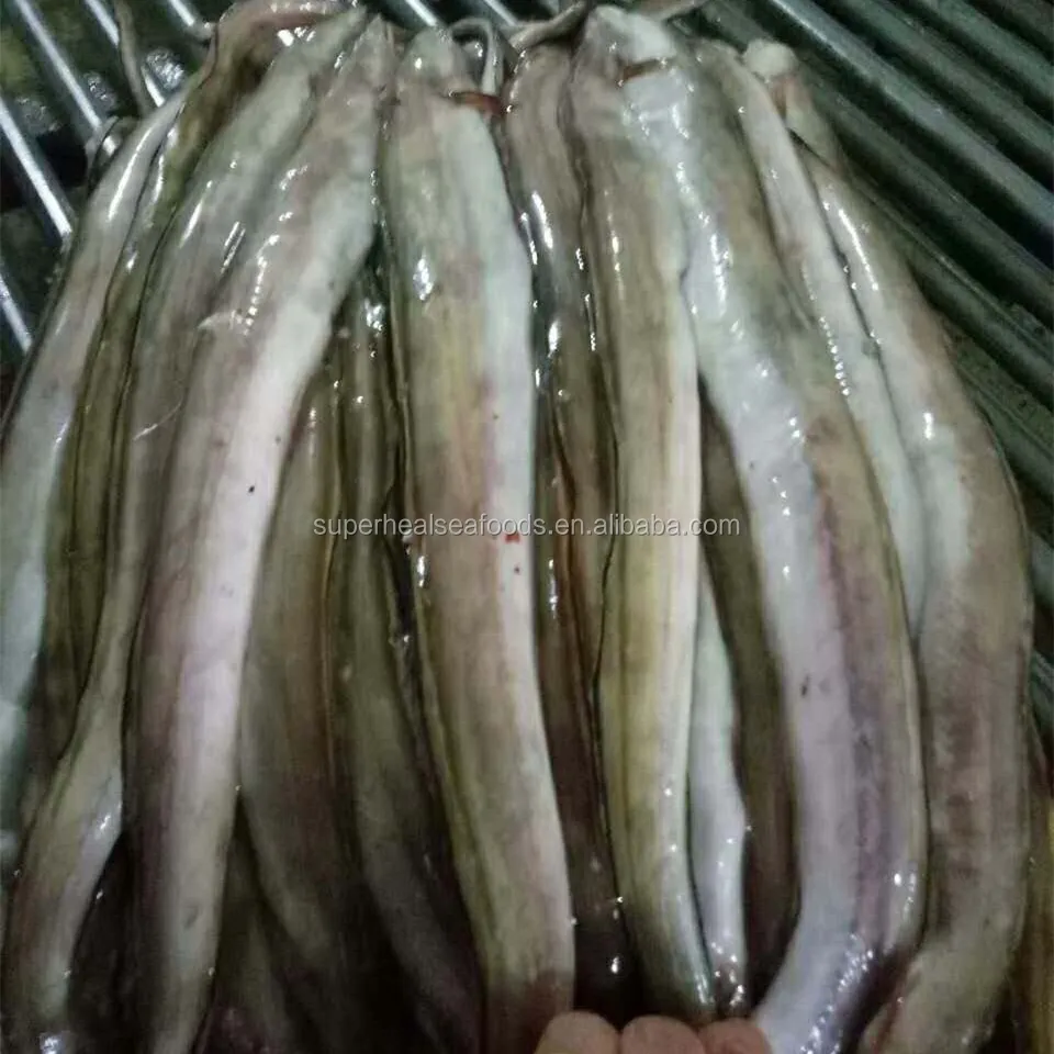 Новинка, рыба в виде замороженного конгера, щуки, угоря, 300-400 г