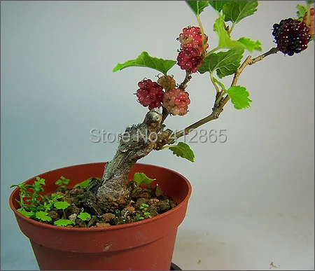 2021 Bonsai Mulberry Tree Seeds Bag Plus Gift Perennial Bonsai Fruit Plantseeds 3bags From Liuhuilan123 2 01 Dhgate Com