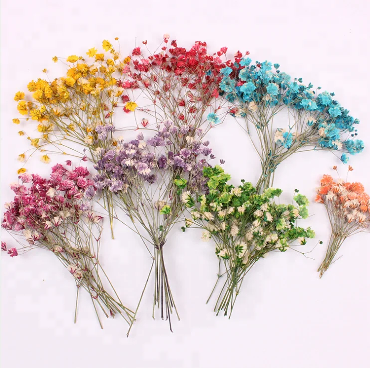  Настоящие сушеные прессованные цветы Babysbreath