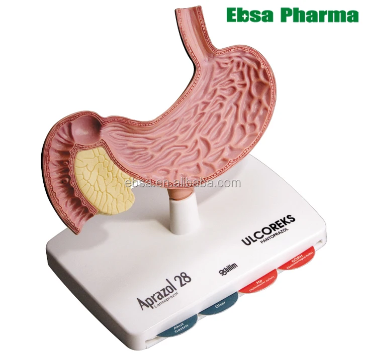 Усовершенствованные медицинские принадлежности для обучения человеку модели желудка с поджелудочной железы