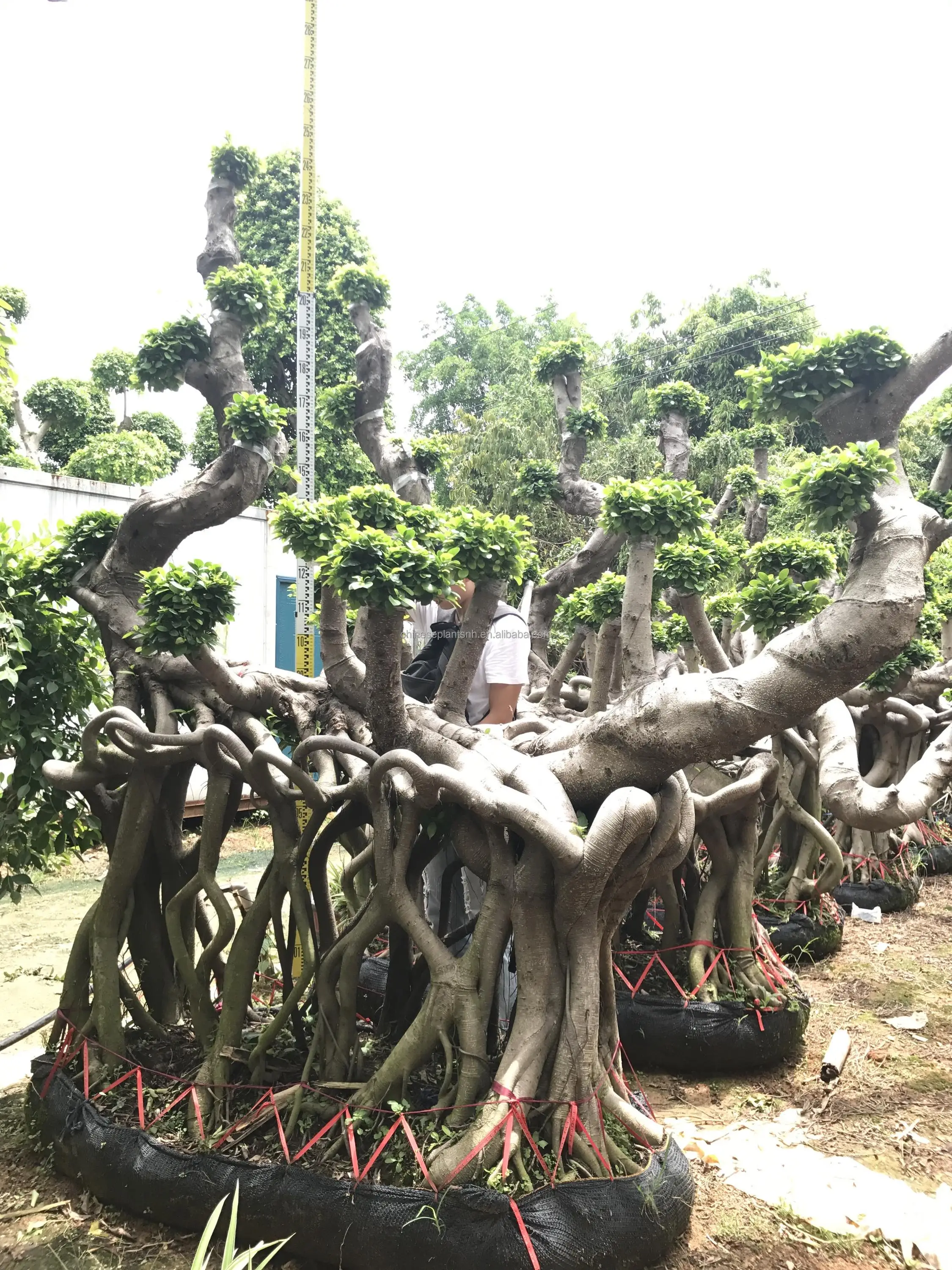  Фикус microcarpa shape 4 # Dragon большие деревья