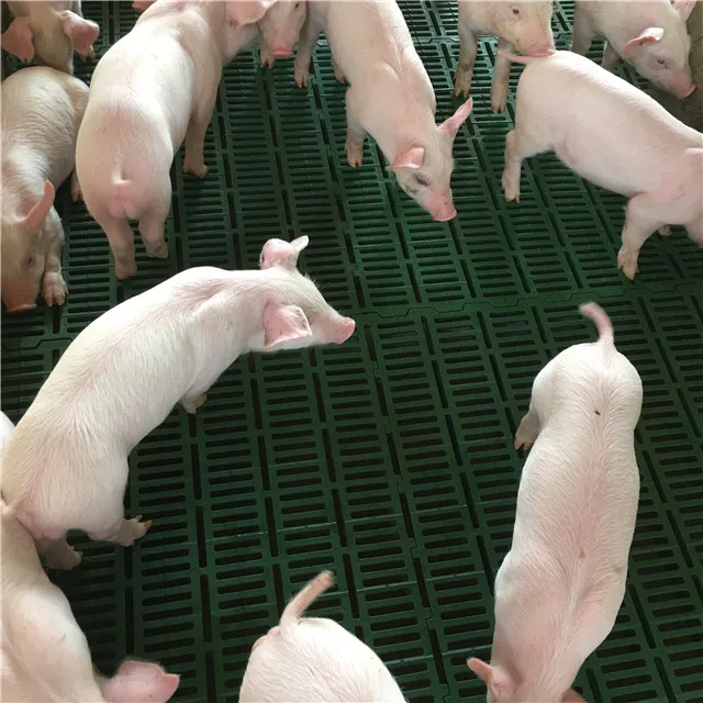 high strength farrowing crate pig flooring plastic slat floor