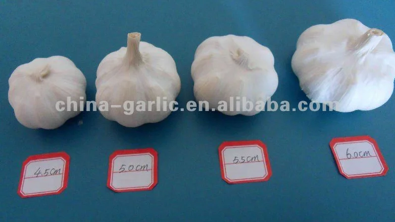 
China Low Price Best Garlic 5.5cm up in box 10kg 