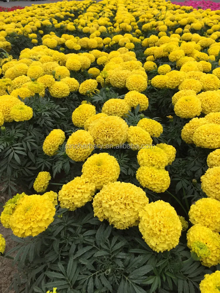 2021 семян хризантемы высокой чистоты, гибридные семена календулы