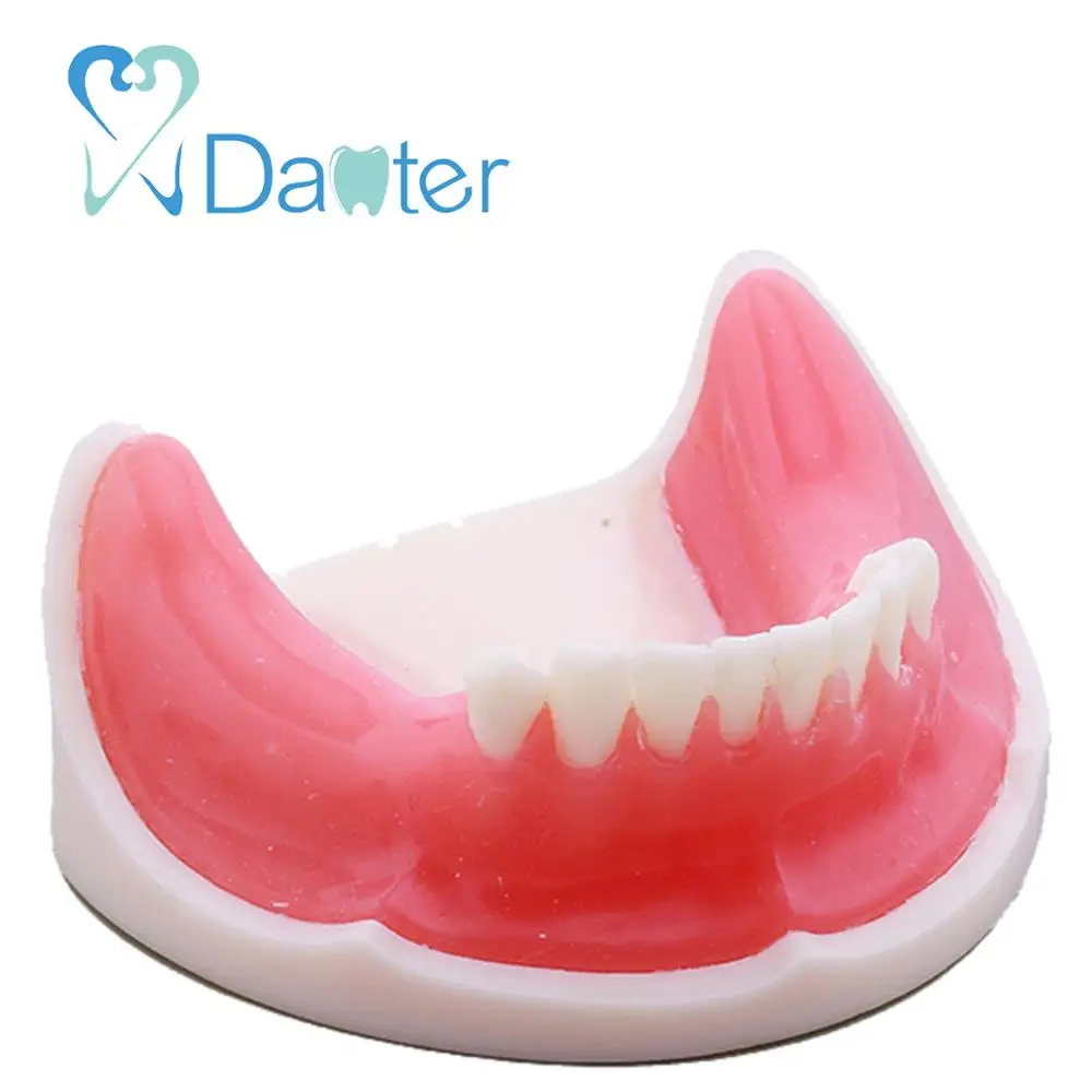 Most Popular Implant Practice Mandibular Jaw Model for Dentist Practice