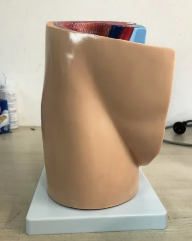 PVC Women Sagittal Anatomical Model for Teaching / High Quality Medical Teaching Models Price