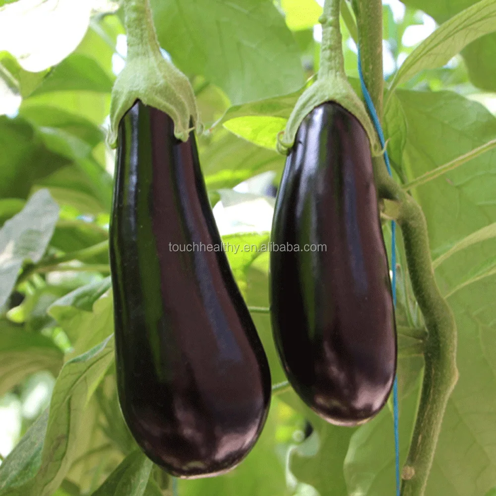 2021 Touchhealthy поставка Горячая Распродажа гибридных длинных фиолетовых семян баклажана для выращивания