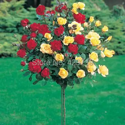 Online Buy Wholesale tree rose from China tree rose