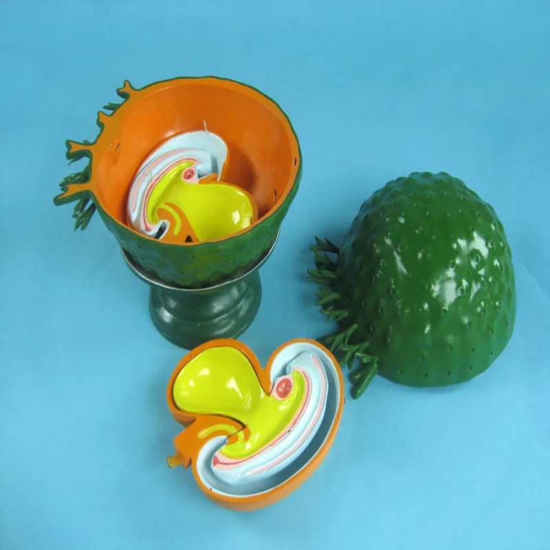 
Biology Education Equipment Anatomical Human Embryo Development Model Set 