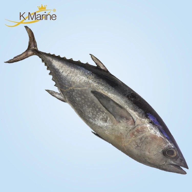 Low Yellowfin Tuna Price in China