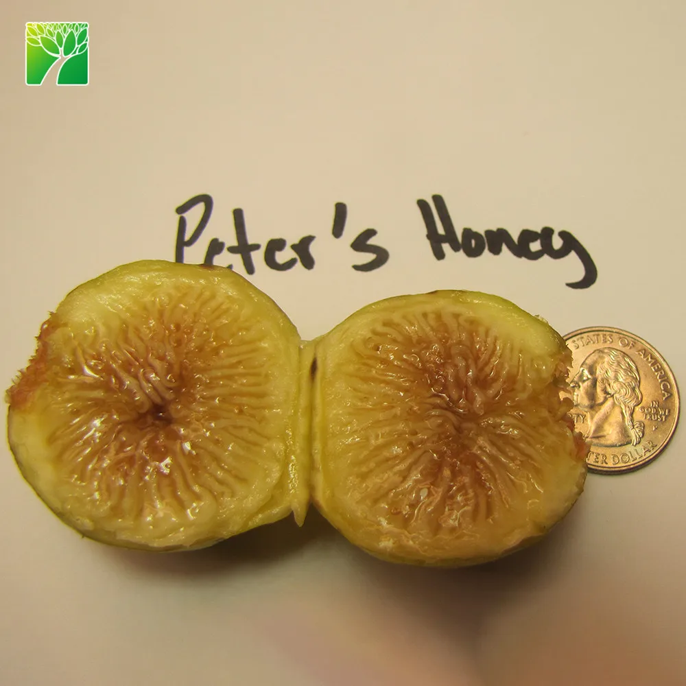 Полное Солнце умеренная скорость роста пестики медовый фигур фруктовое дерево