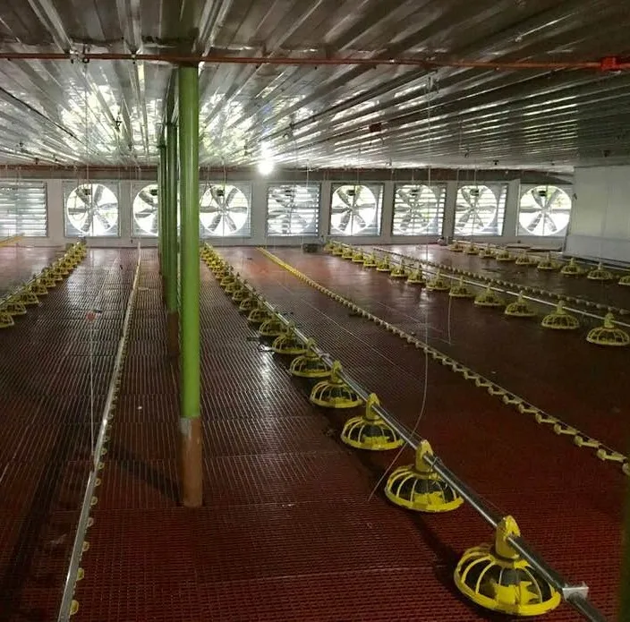 Zimbabwe chicken farm automatic poultry feeder