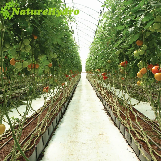 Hydroponics Greenhouse agricultural greenhouse Growing Trough PP rolls