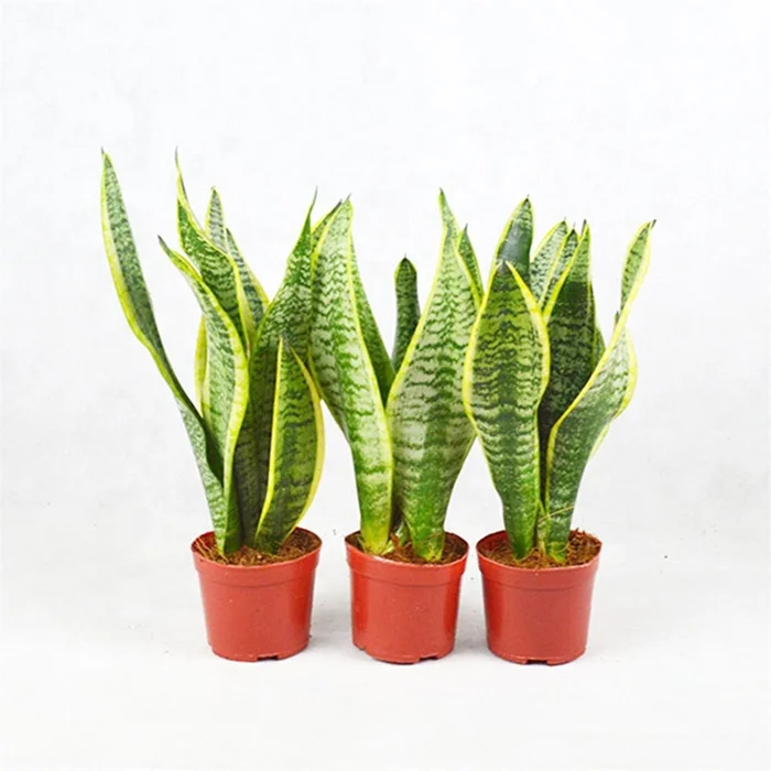 
Houseplants all types of sansevieria plants / sansevieria trifasciata 