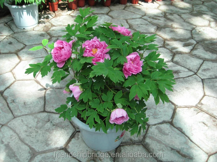 
Peony Paeonia suffruticosa Plant Bonsai Seedlings 