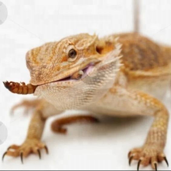 
Bird feed, dried mealworms for fish dog feed mealworms,poultry feed 