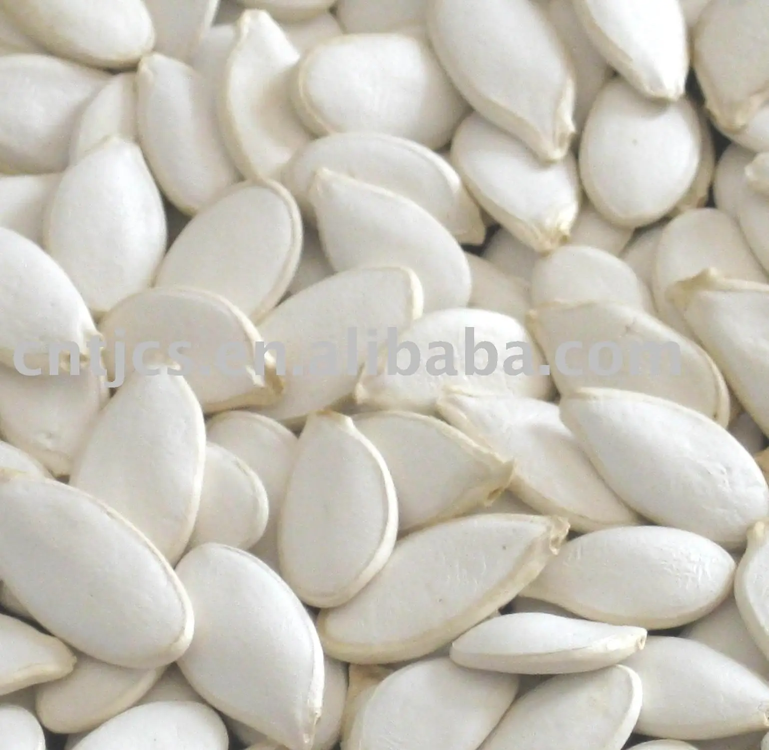 
chinese snow white pumpkin seeds ( squash seeds) 