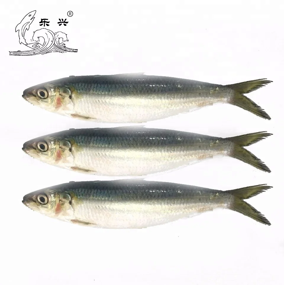 Good Quality Wholesale Frozen Sardine Fish