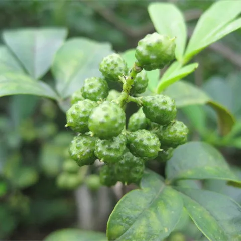 
Trustworthy China manufacturer supply 2020 new products food condiment green sichuan peppercorn 