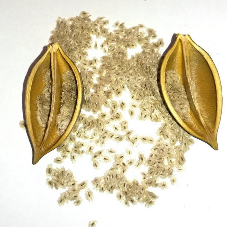 
Китайские быстрорастущие семена paulownia elonata для выращивания 