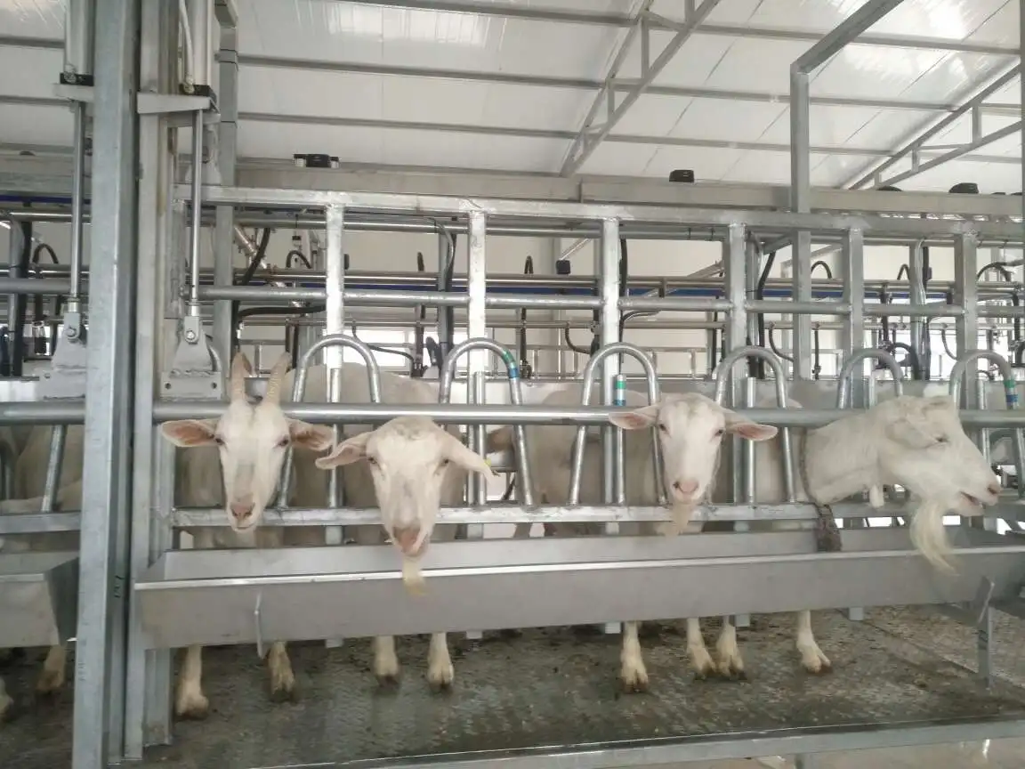 KLN 9JY Type Goat Automatic Milking Parlour Equipment