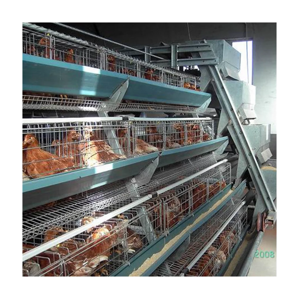 tanzania chicken farm layer cage system in poultry
