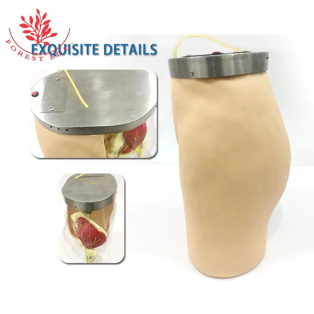 Medical Nursing model Human Buttocks intramuscular injection model