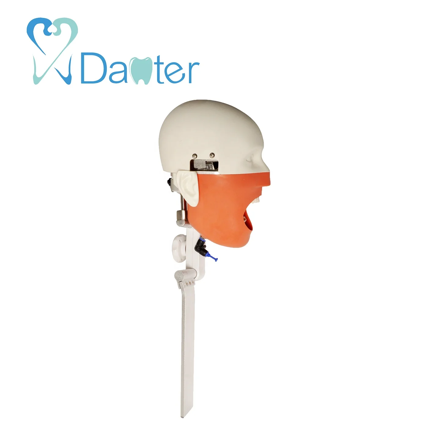 China Supplier Manikin Bench Mounted Simple Phantom Head Model for Dentist Education