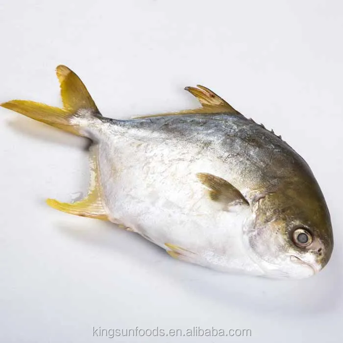 Замороженный Золотой помлад (Trachinotus blochii) помпано рынок Канады