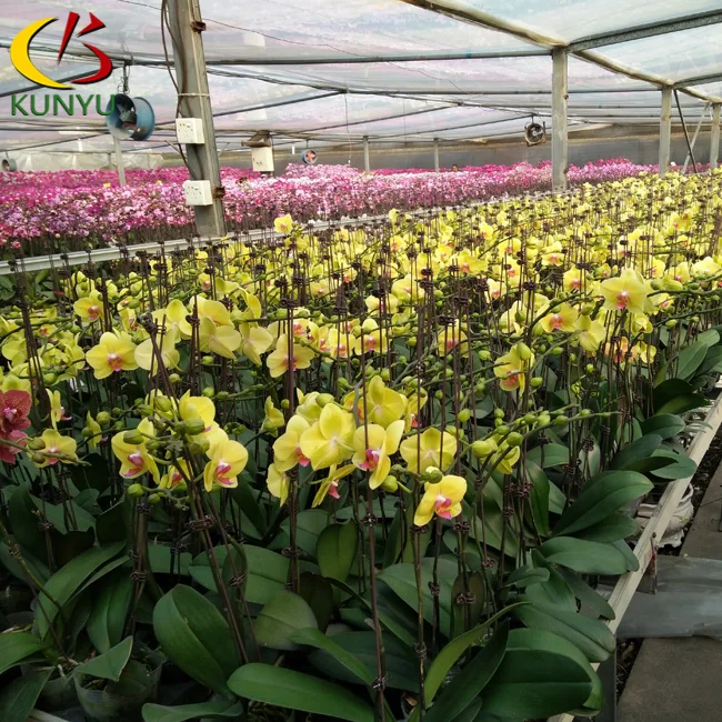 Taiwan origin  Phalaenopsis Orchid Flowers seedlings nursery  on rolling benches in tropical sawtooth greenhouse for exporting